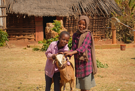 Qurban.uk Akika Kurbanı
