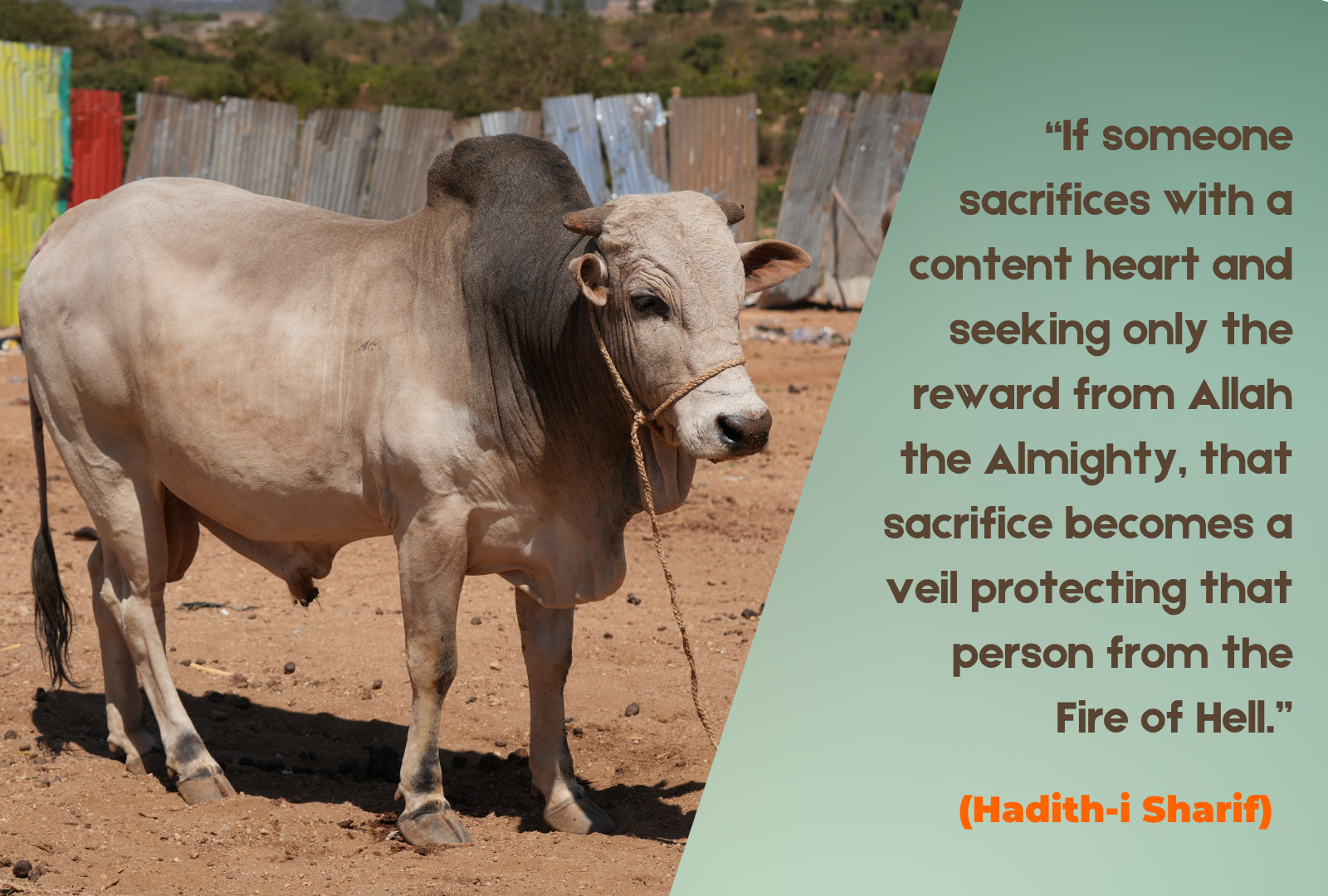 qurbanuk-vacip-kurban